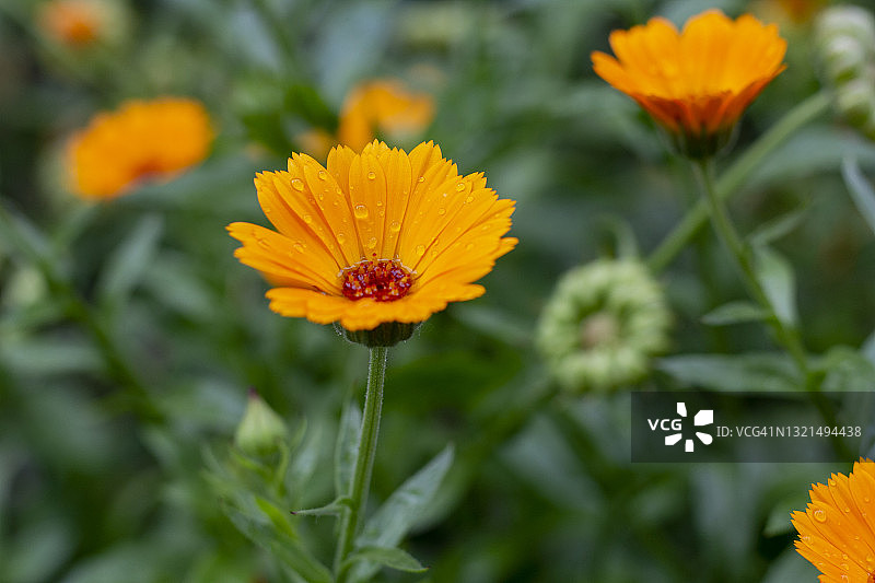雨后盛开的金盏花图片素材