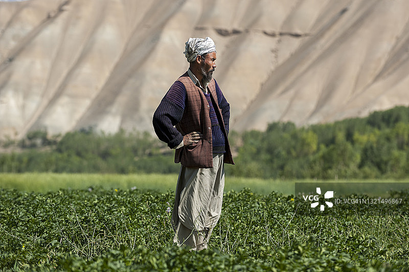 阿富汗中部巴米扬山谷的马铃薯田地里的农民图片素材