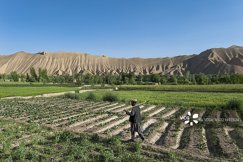 农民走过新种植的马铃薯和麦田，远处是巴米扬山谷干旱的山丘图片素材