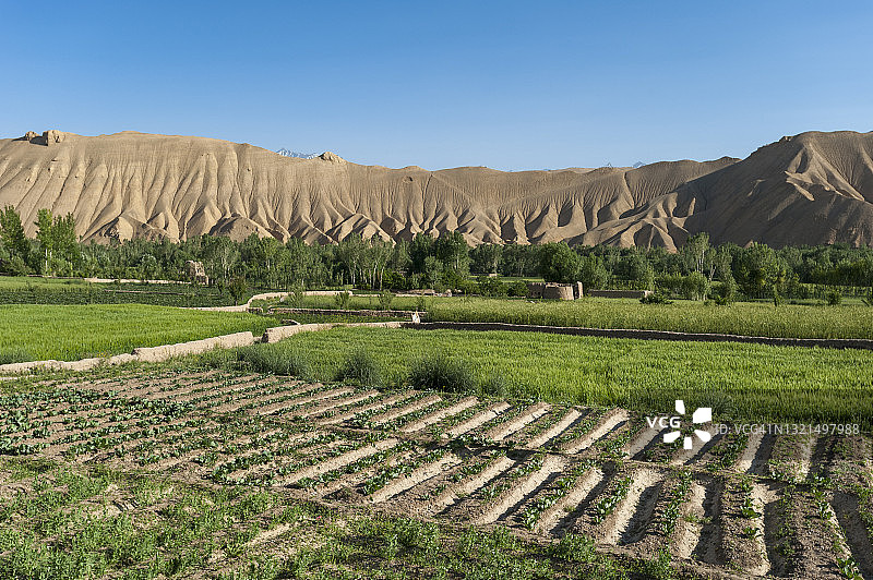 阿富汗巴米扬山谷的马铃薯和小麦田图片素材