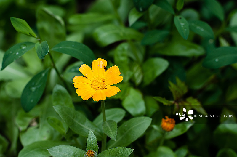 春天花卉，花坛里美丽的橙色花朵图片素材