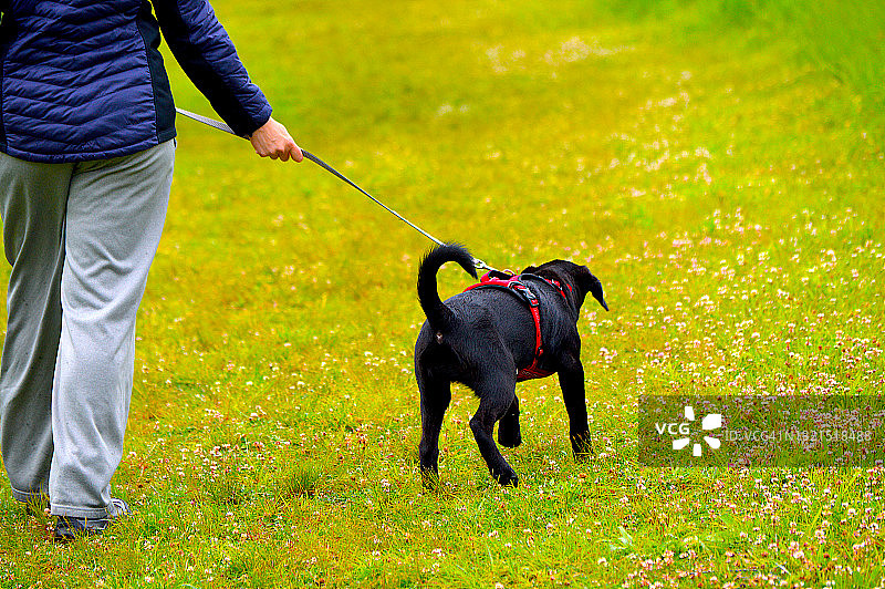 在费城郊区遛狗图片素材