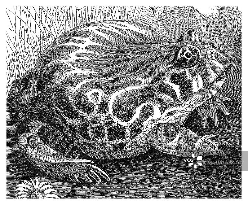 阿根廷角蛙雕刻插图图片素材