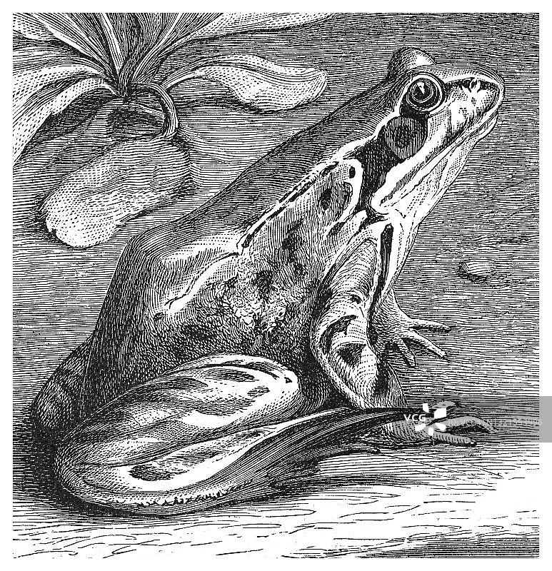 欧洲常见蛙古老雕刻插图图片素材