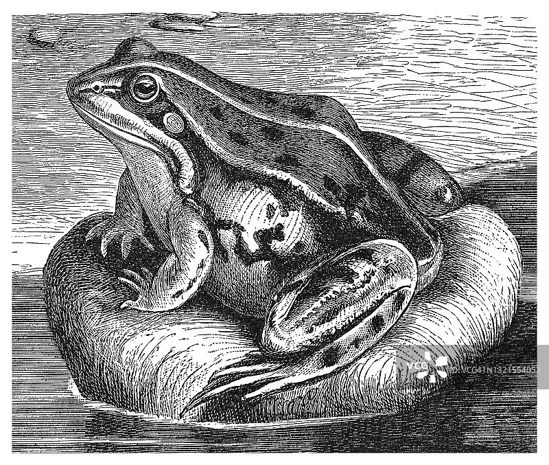 食用蛙，普通水蛙，绿蛙古版画插图图片素材