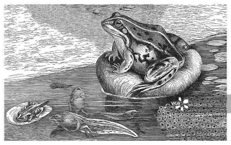 食用蛙，普通水蛙，绿蛙古版画插图图片素材