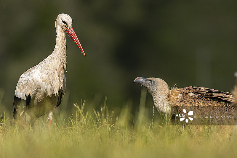 草原上的白鹳与秃鹫图片素材