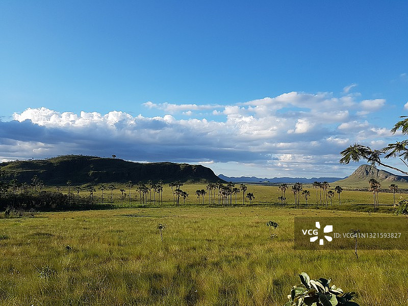 塞拉多植被全景图片素材
