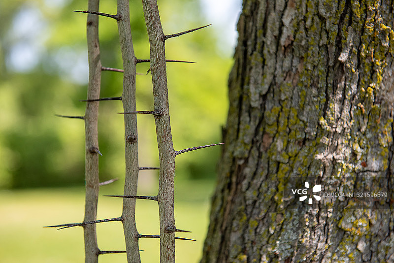 华盛顿山楂树上的荆棘图片素材