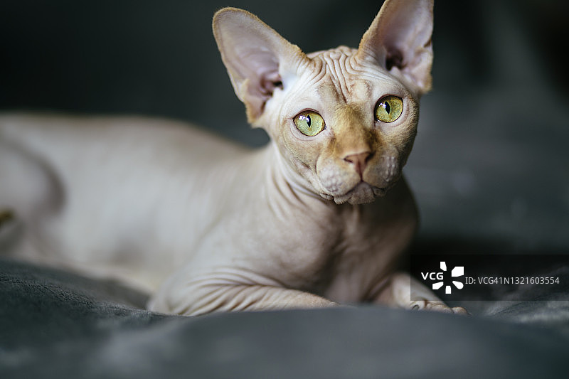 躺在毯子上看着相机的斯芬克斯猫。猫、斯芬克斯猫和无毛猫概念。图片素材