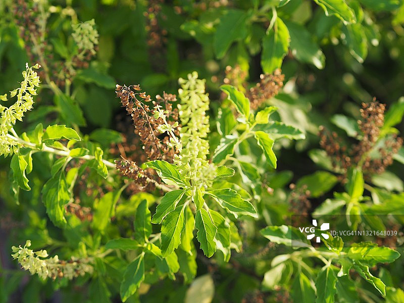 泰国圣罗勒，毛茸茸的绿叶蔬菜图片素材