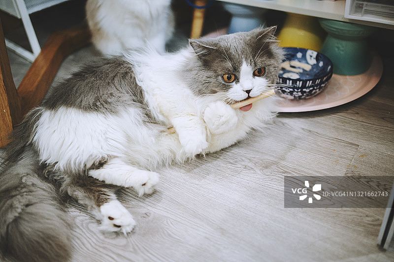 猫躺在地板上咬着稻草图片素材