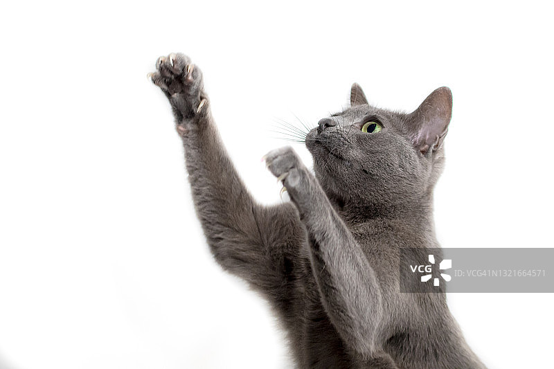 玩耍的可爱猫咪图片素材