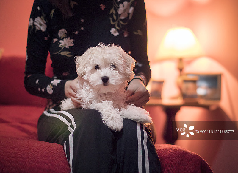 和马尔济斯犬玩耍的匿名女孩图片素材