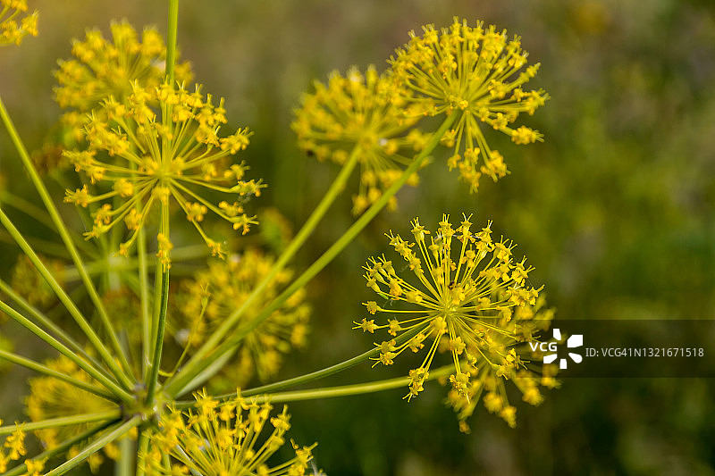 春季野生植物图片素材