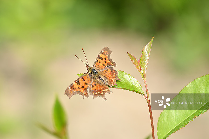 C-Falter图片素材