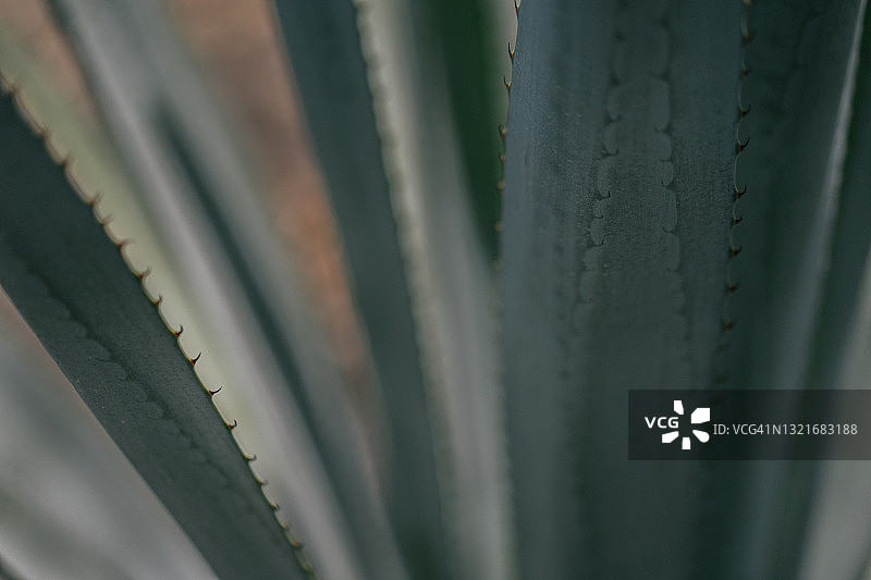 田野中生长的蓝色韦伯龙舌兰图片素材