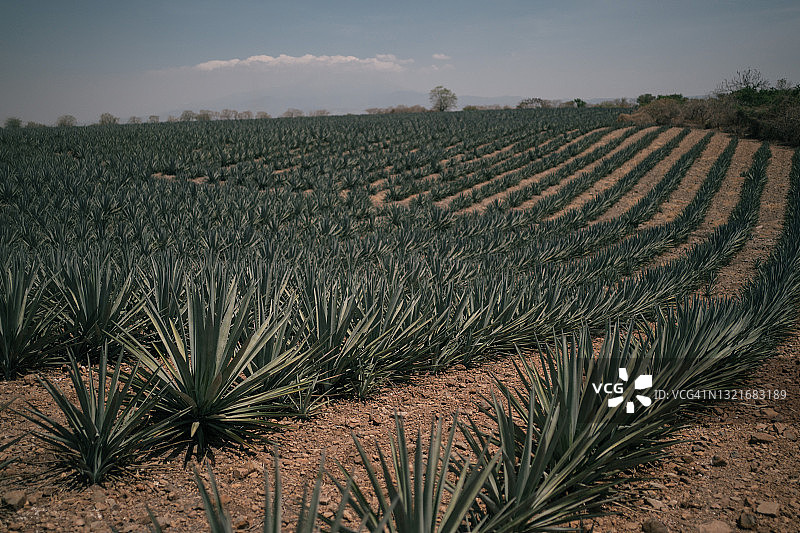 田野中生长的蓝色韦伯龙舌兰图片素材