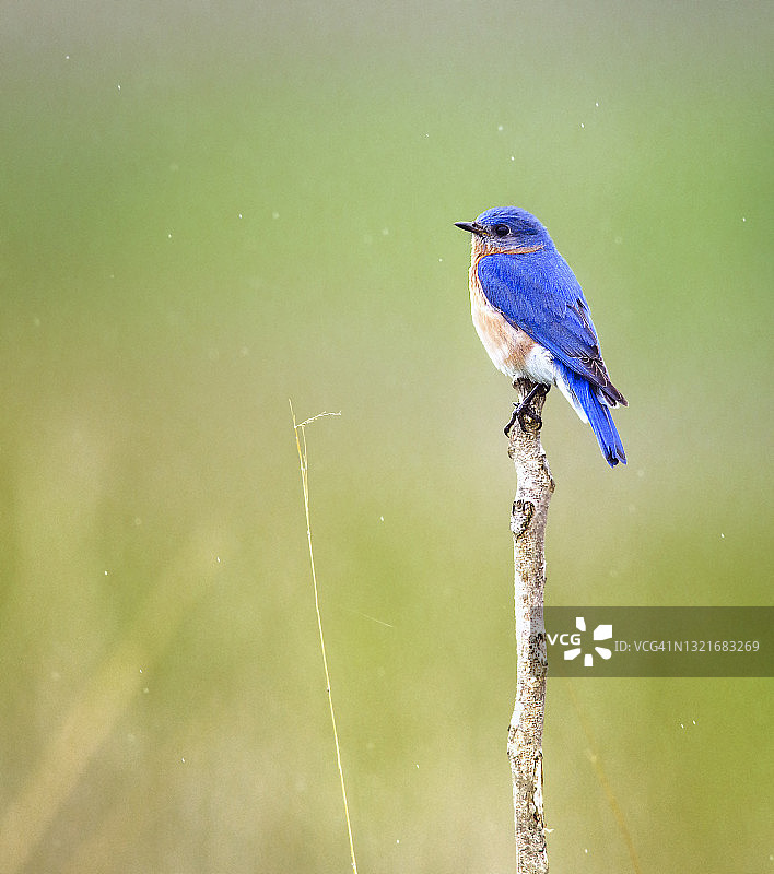 宾夕法尼亚州米德尔克里克清晨的红翅黑鹂图片素材