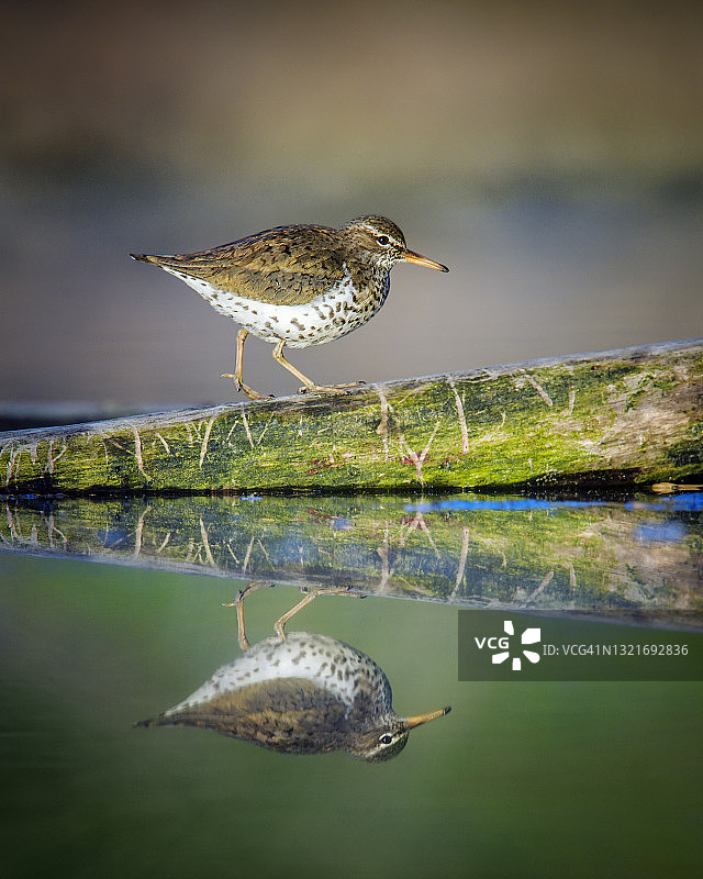 宾夕法尼亚州春季孤立沙锥鸟的垂直轮廓及倒影图片素材