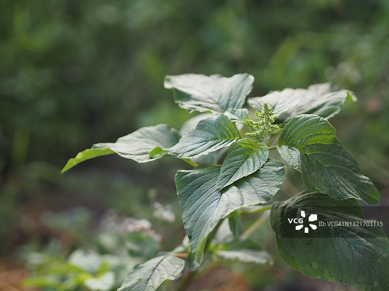 绿苋，苋科红绿叶蔬菜在花园中新鲜绽放，食品背景图片素材