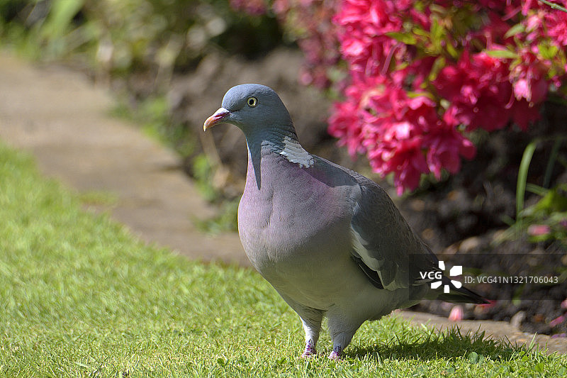 成年斑鸠图片素材