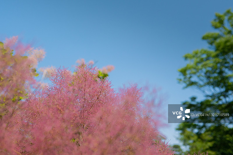 黄栌树图片素材