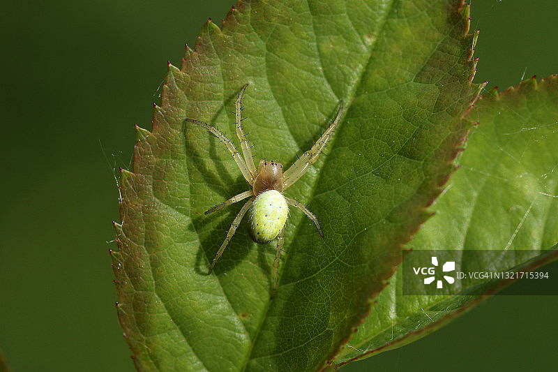 在树叶上捕食的绿球蛛图片素材