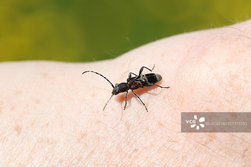 手臂上的神秘长角甲虫图片素材