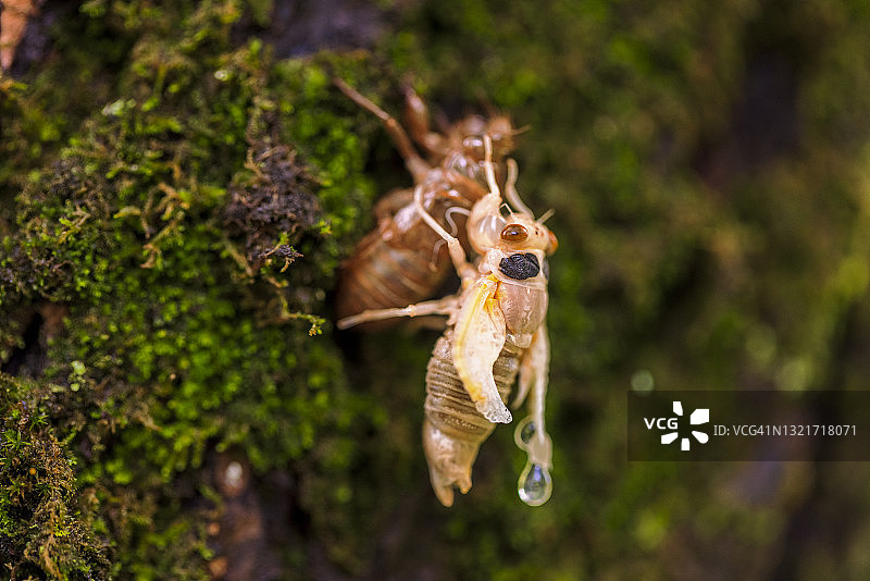 印第安纳州布卢明顿的X代蝉从外骨骼中钻出图片素材