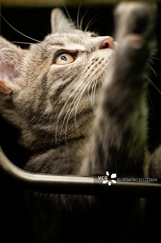 黑色背景下，玩灯的灰色和白色虎斑小猫肖像图片素材