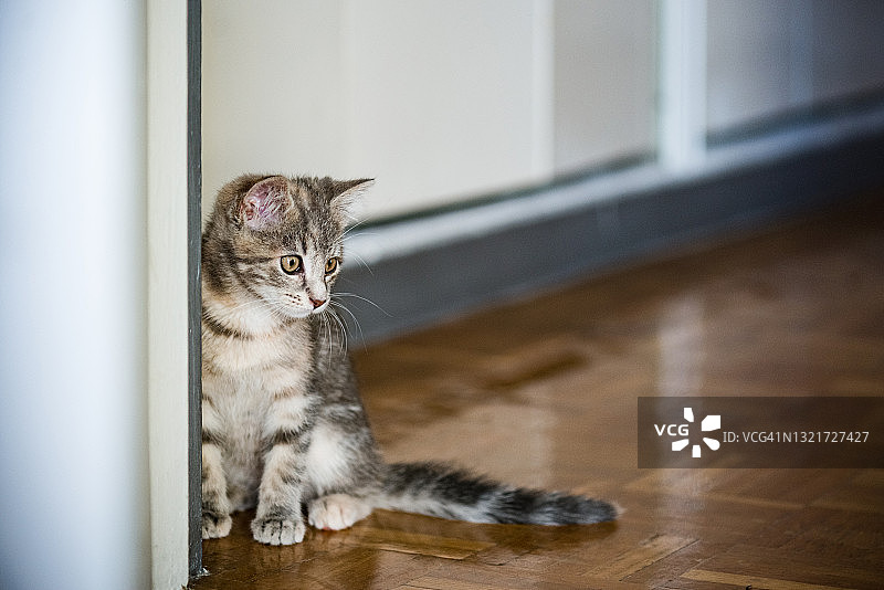 坐在公寓门口地板上的黄眼灰白色虎斑小猫肖像图片素材