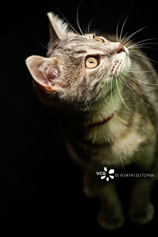 黑色背景下，看向光亮的年轻灰白色虎斑猫肖像图片素材