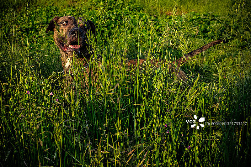 草地高草中远望的比特犬和博斯罗犬混血犬肖像图片素材