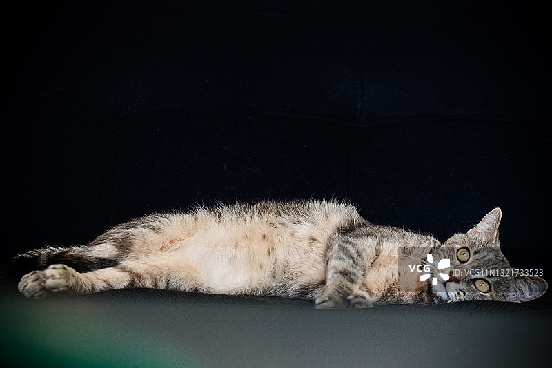 年轻的灰白色虎斑猫躺在蓝色沙发上图片素材