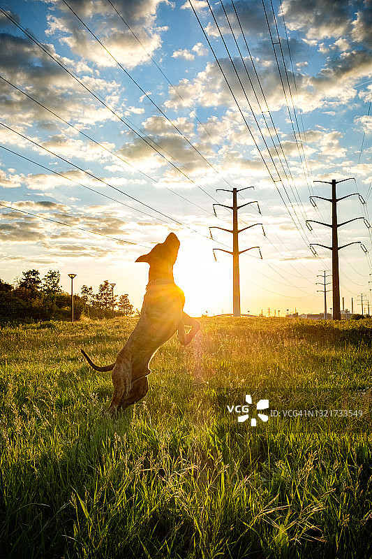 夕阳草地跳跃的混血犬肖像图片素材