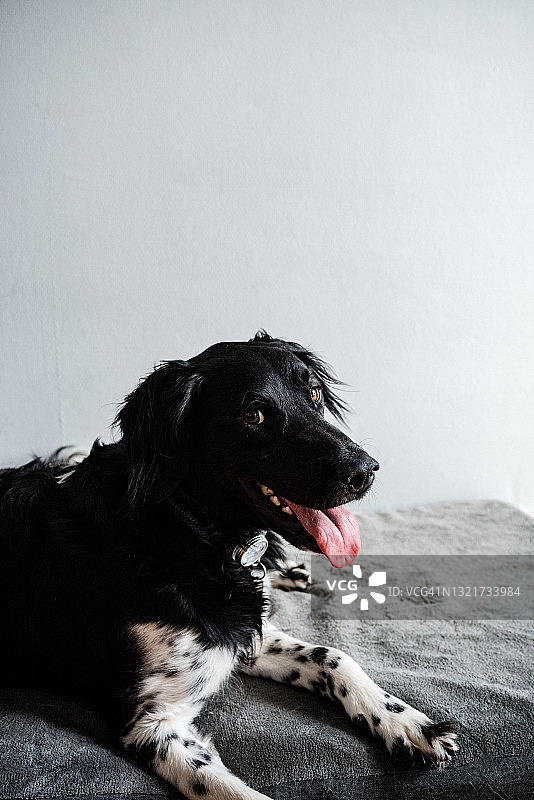 黑白法兰西猎犬躺在灰色篮子里图片素材