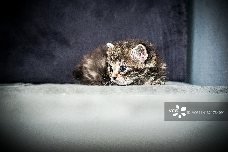 一只未断奶的幼猫，有着黑色、灰色和棕色的条纹，坐在它的灰色篮子里图片素材