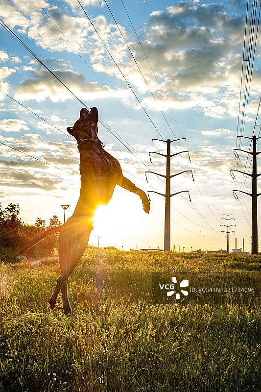 在日落草地上跳跃的比特犬和博斯罗犬混血犬画像图片素材