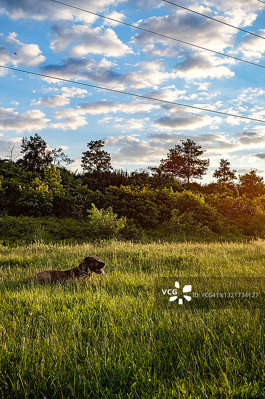 草地高草中远望的比特犬和博斯罗犬混血犬肖像图片素材