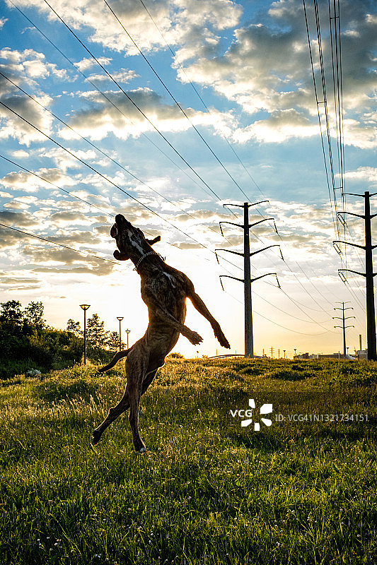 在日落草地上跳跃的比特犬和博斯罗犬混血犬画像图片素材