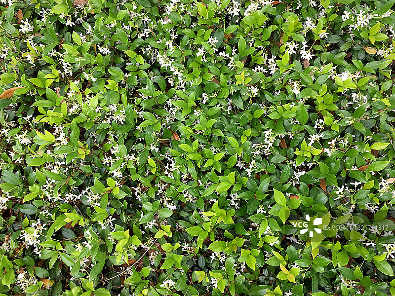 用作植物背景的常绿树篱图片素材
