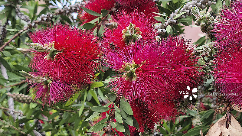 盛开的红千层图片素材