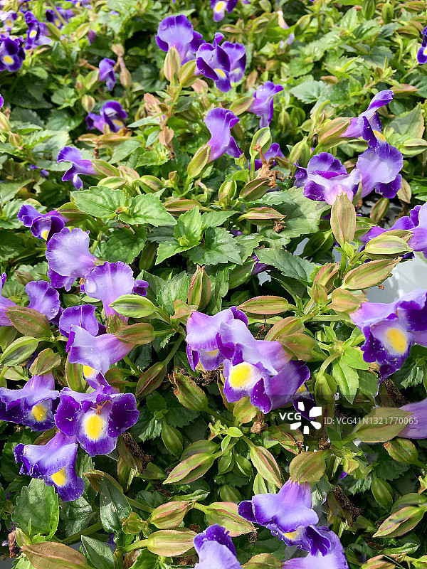 初夏花园中盛开的紫色凤仙花图片素材