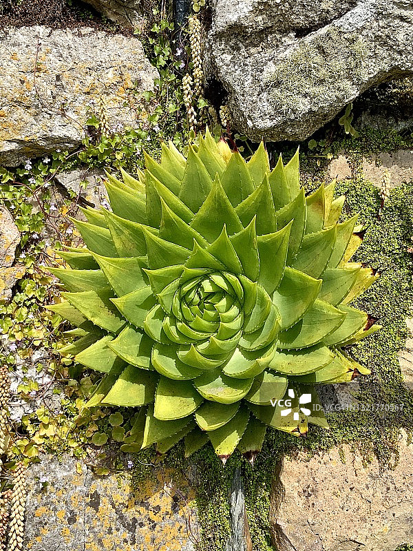 螺旋芦荟图片素材