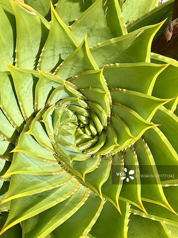 螺旋芦荟图片素材