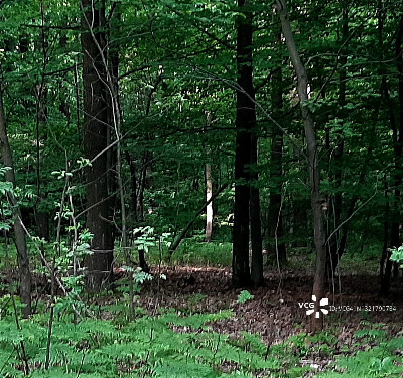 森林中阳光照耀的树木图片素材