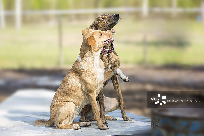 两只坐着的狗图片素材