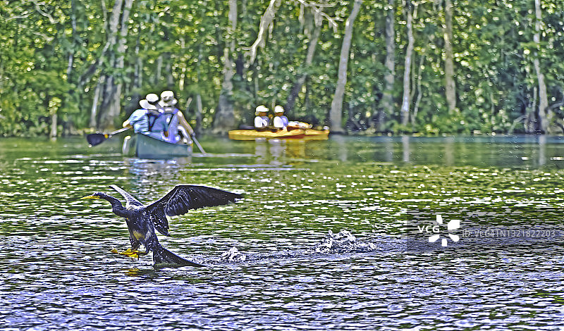 美洲蛇鹈在水中踩水图片素材