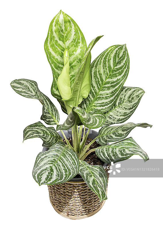 白色背景中柳条筐里的红掌图片素材